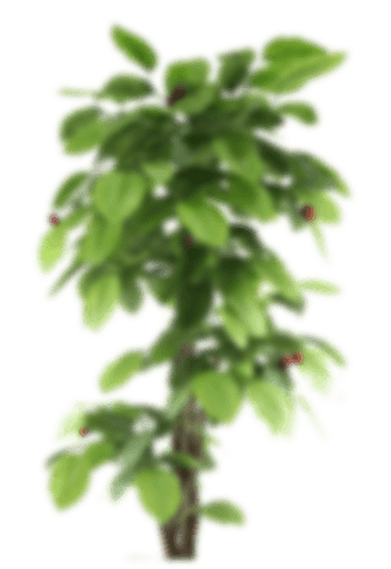 plant-small-1